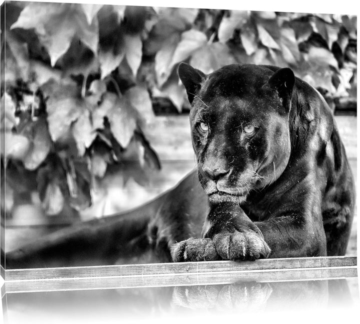 Pixxprint schöner schwarzer Panther als Leinwandbild/Grösse: 100x70 cm/Wandbild/Kunstdruck/fertig be