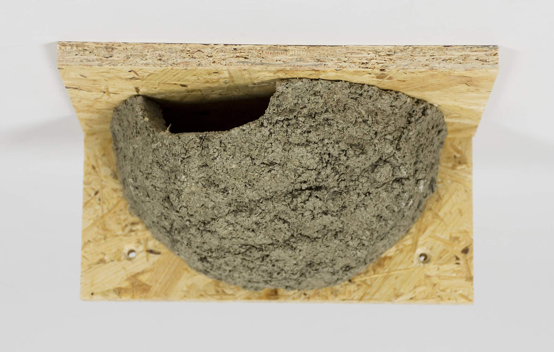 Mehlschwalbennest mit Einflug Links, Schwalbennest, Nistkasten, Nisthilfe, Mehlschwalbennester