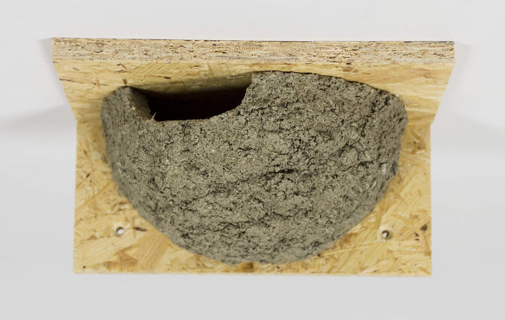 Mehlschwalbennest mit Einflug Links, Schwalbennest, Nistkasten, Nisthilfe, Mehlschwalbennester