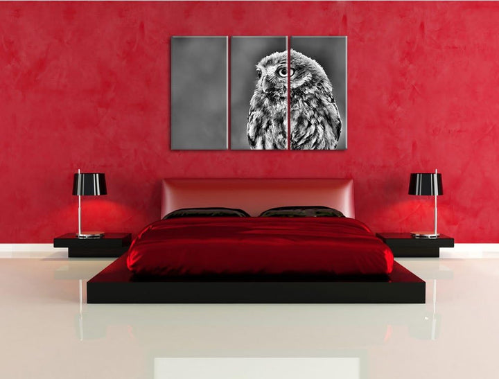 Pixxprint schöne Junge Eule als Leinwandbild/Grösse: 3 Teilig (120x80) cm/Wandbild/Kunstdruck/fertig