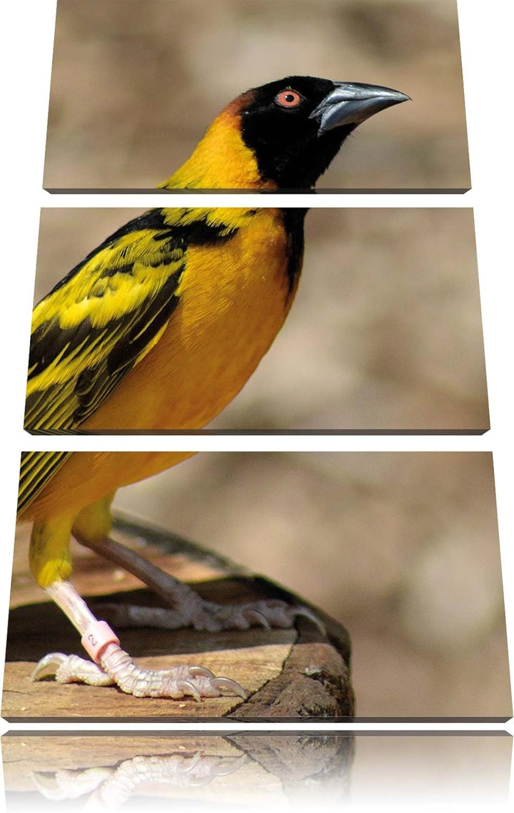 Pixxprint prächtiger gelber Star als Leinwandbild/Grösse: 3 Teilig (120x80) cm/Wandbild/Kunstdruck/f