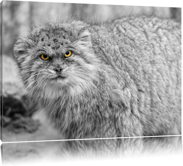 wütende kleine Manul schwarz/weiss auf Leinwand, XXL riesige Bilder fertig gerahmt mit Keilrahmen, K