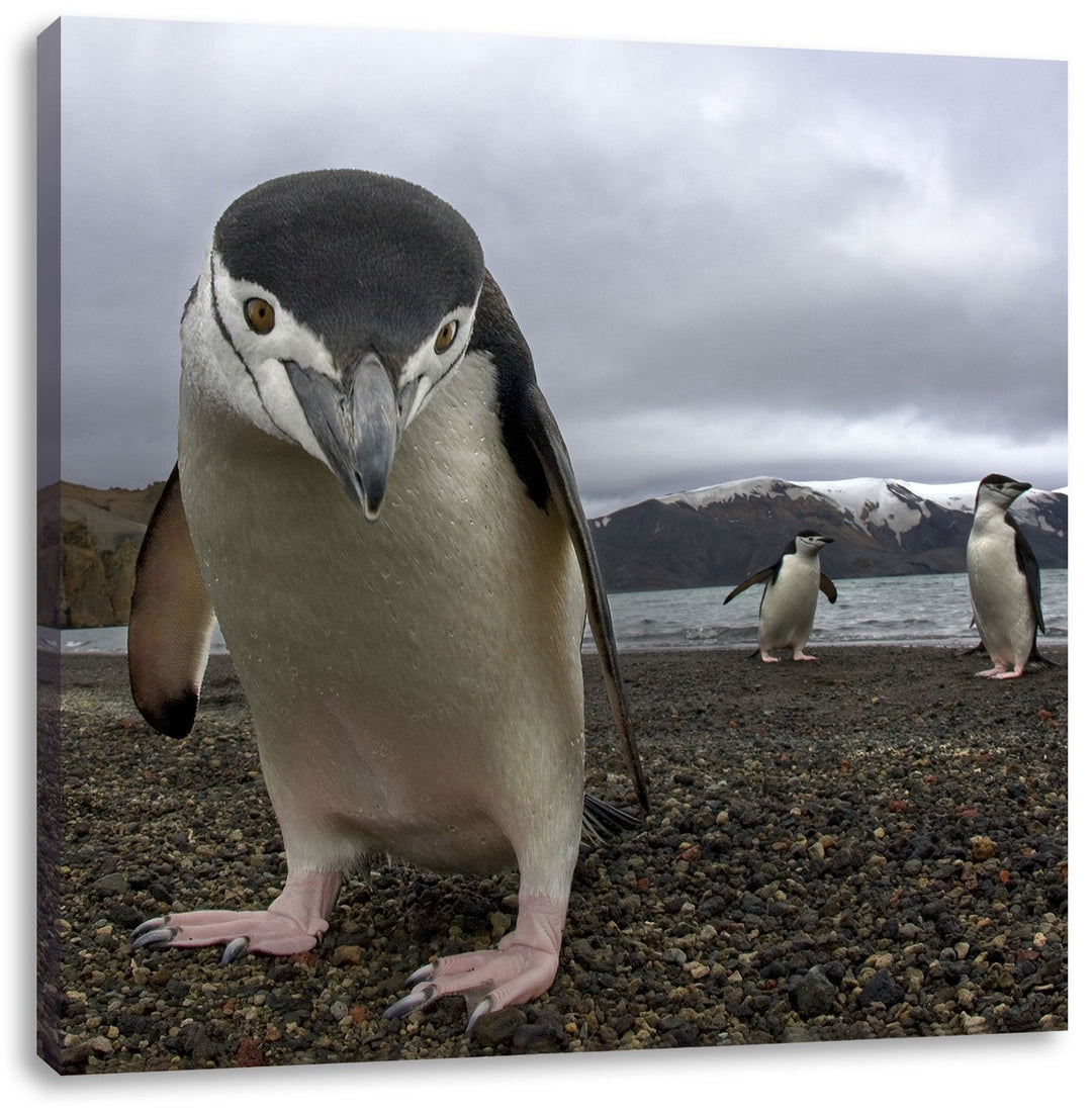 Lustige Pinguine, Format: 70x70 auf Leinwand, XXL riesige Bilder fertig gerahmt mit Keilrahmen, Kuns