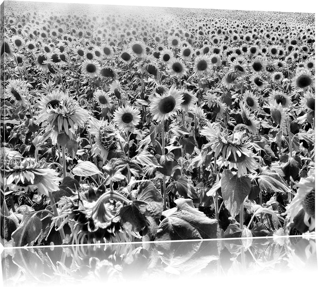 Pixxprint Riesiges Sonnenblumenfeld als Leinwandbild/Grösse: 100x70 cm/Wandbild/Kunstdruck/fertig be