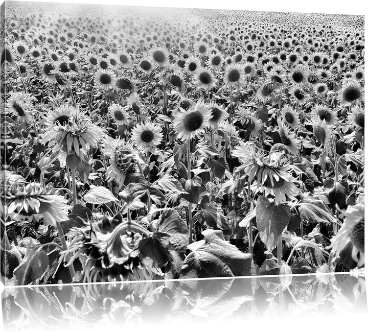 Pixxprint Riesiges Sonnenblumenfeld als Leinwandbild/Grösse: 100x70 cm/Wandbild/Kunstdruck/fertig be