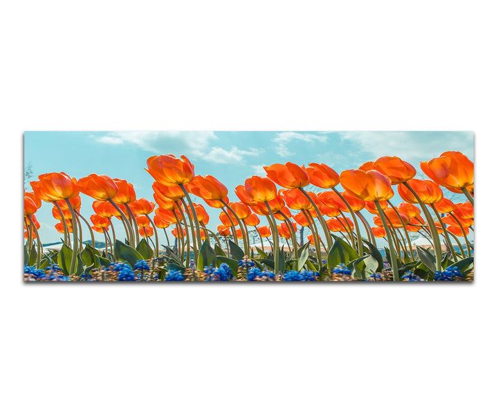Paul Sinus Art Panoramabild auf Leinwand und Keilrahmen 120x40cm Tulpenfeld Blumen Himmel Frühling