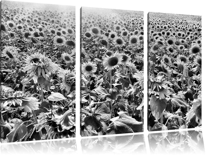 Pixxprint Riesiges Sonnenblumenfeld als Leinwandbild/Grösse: 3 Teilig (120x80) cm/Wandbild/Kunstdruc