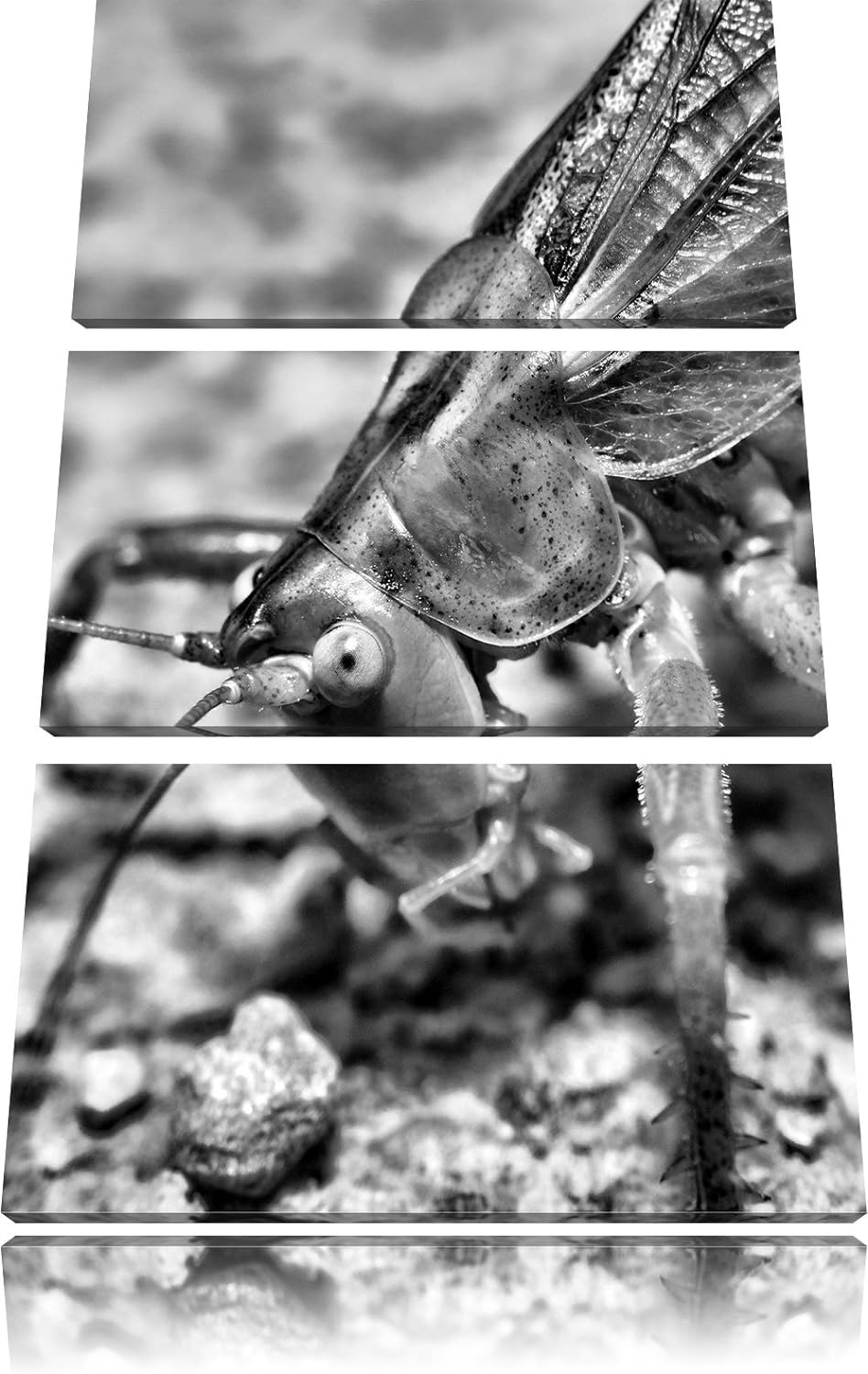 Pixxprint schöne Heuschrecke als Leinwandbild/Grösse: 3 Teilig (120x80) cm/Wandbild/Kunstdruck/ferti