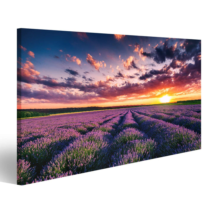 islandburner Bild auf Leinwand Lavendel Blumenfelder In Endlosen Reihen Blühen Sonnenuntergang Bilde