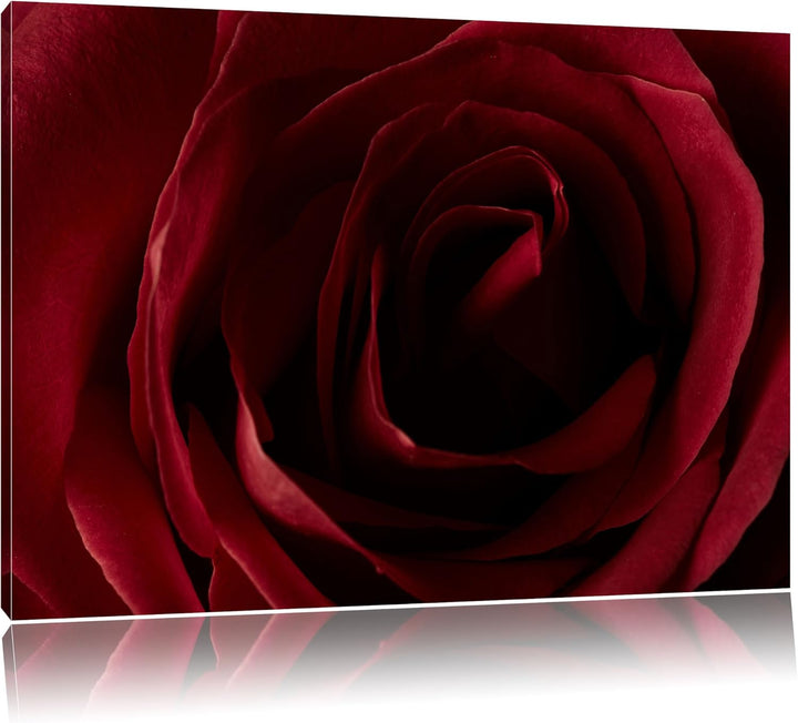 Pixxprint Rote Rose, Format: 100x70 auf Leinwand, XXL riesige Bilder fertig gerahmt mit Keilrahmen,