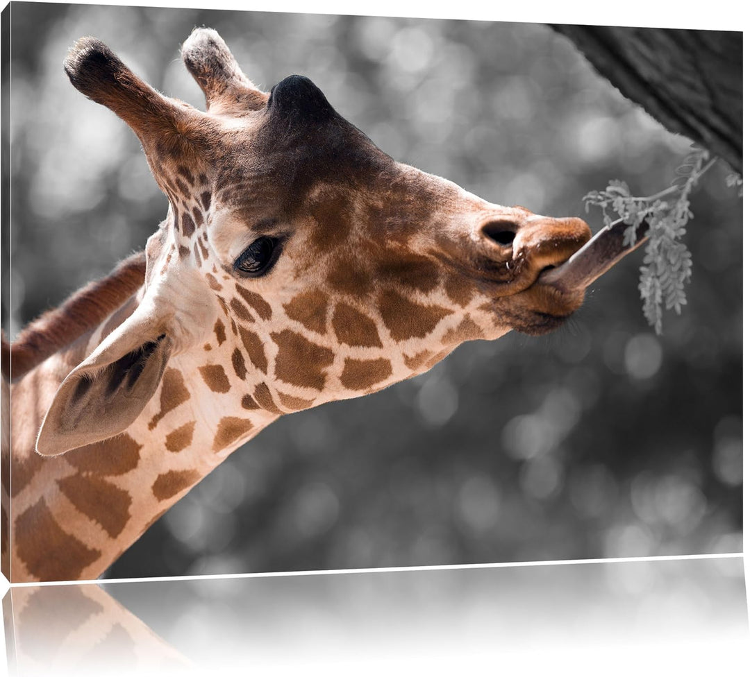 Hungrige Giraffe mit Zweig schwarz/weiss Format: 100x70 auf Leinwand, XXL riesige Bilder fertig gera