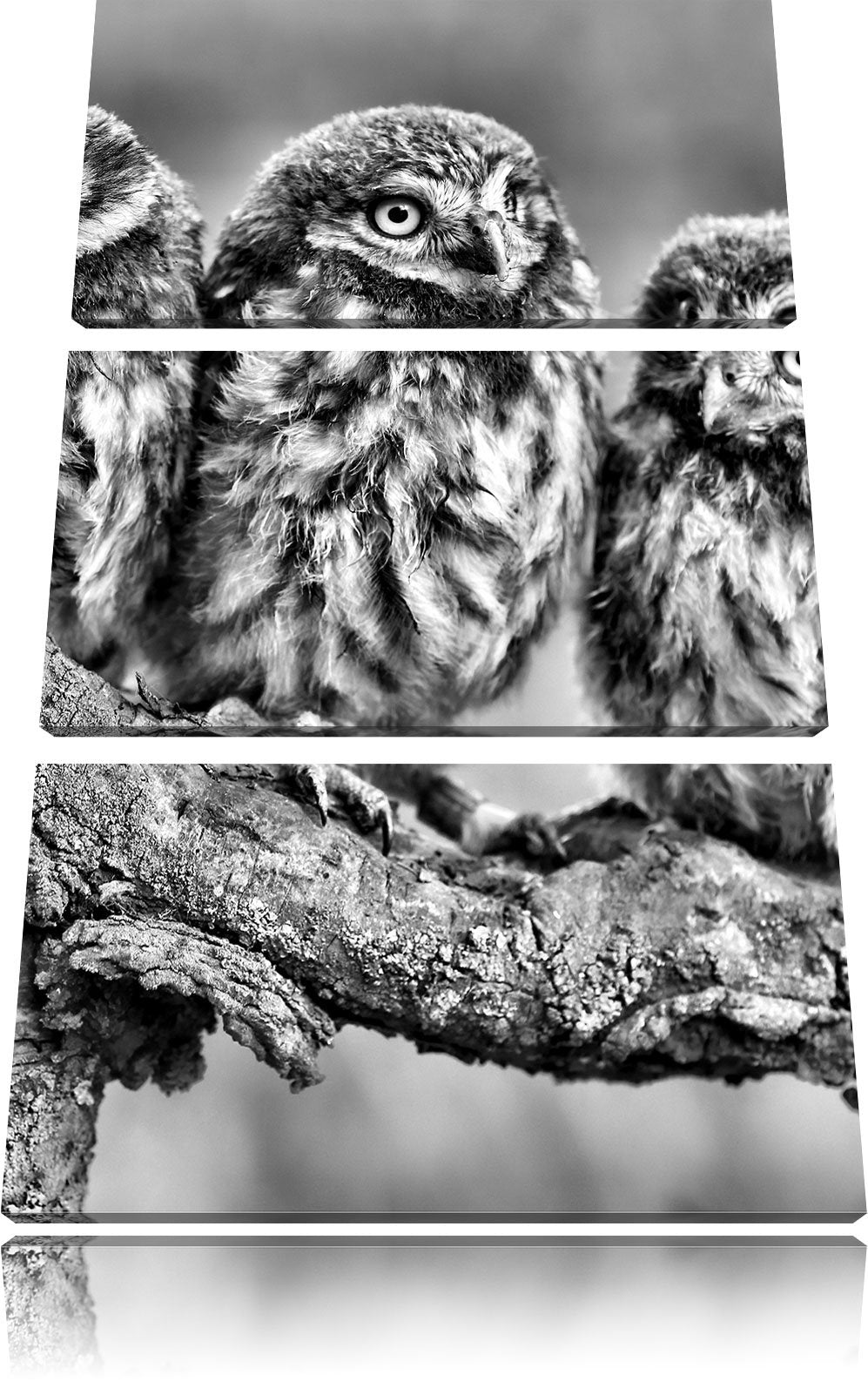 Pixxprint DREI Eulen auf AST als Leinwandbild/Grösse: 3 Teilig (120x80) cm/Wandbild/Kunstdruck/ferti