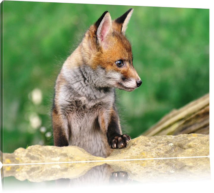 Pixxprint junger Fuchs auf Leinwand, XXL riesige Bilder fertig gerahmt mit Keilrahmen, Kunstdruck au