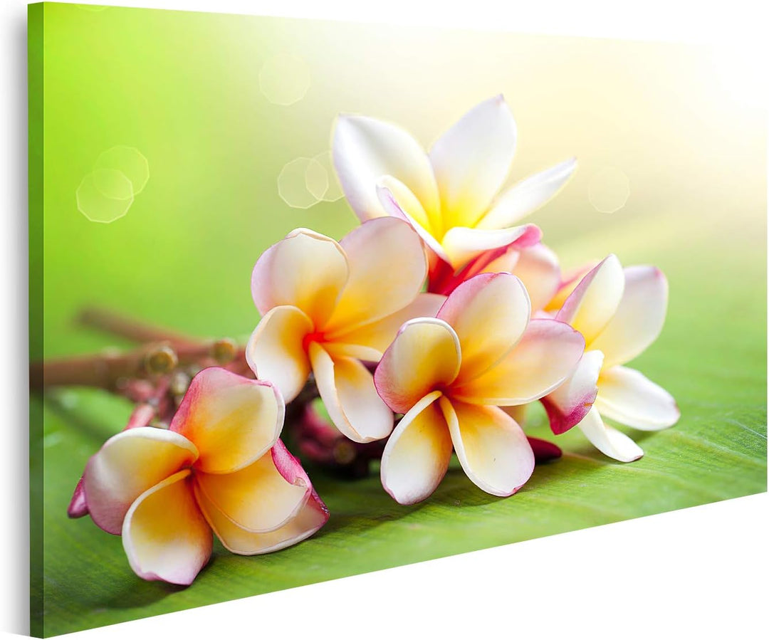 islandburner Bild auf Leinwand Frangipani Tropische Spa Blume Bilder Wandbilder Poster Leinwand 100x