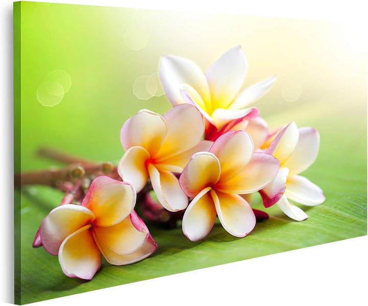 islandburner Bild auf Leinwand Frangipani Tropische Spa Blume Bilder Wandbilder Poster Leinwand 100x
