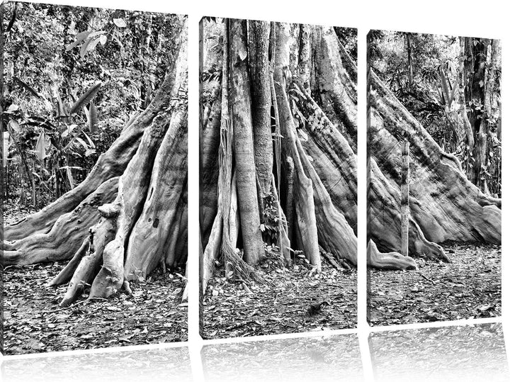 Pixxprint Mächtiger Urwald Baum als Leinwandbild/Grösse: 3 Teilig (120x80) cm/Wandbild/Kunstdruck/fe