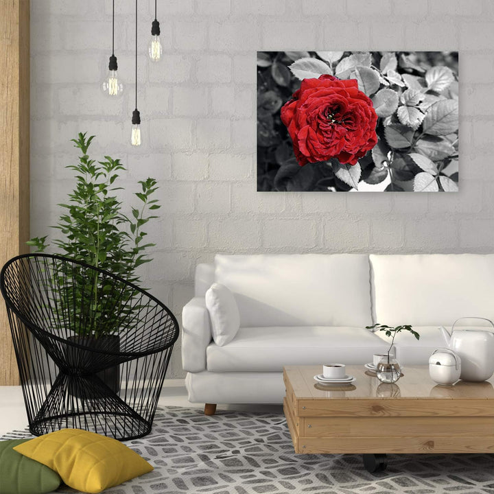 Feeby Bild auf Leinwand Rose Kunstdruck modern Blume Rot 80x60 cm M14559 80x60 cm, M14559 80x60 cm