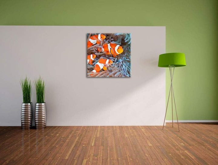 Clownsfische in Anemone, Format: 70x70 auf Leinwand, XXL riesige Bilder fertig gerahmt mit Keilrahme