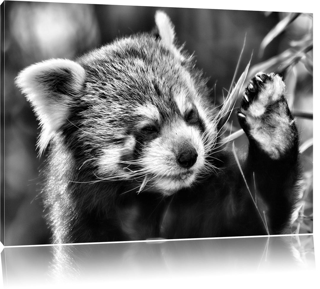 Pixxprint Kleiner Panda SAGT Hallo / 100x70cm Leinwandbild bespannt auf Holzrahmen/Wandbild Kunstdru