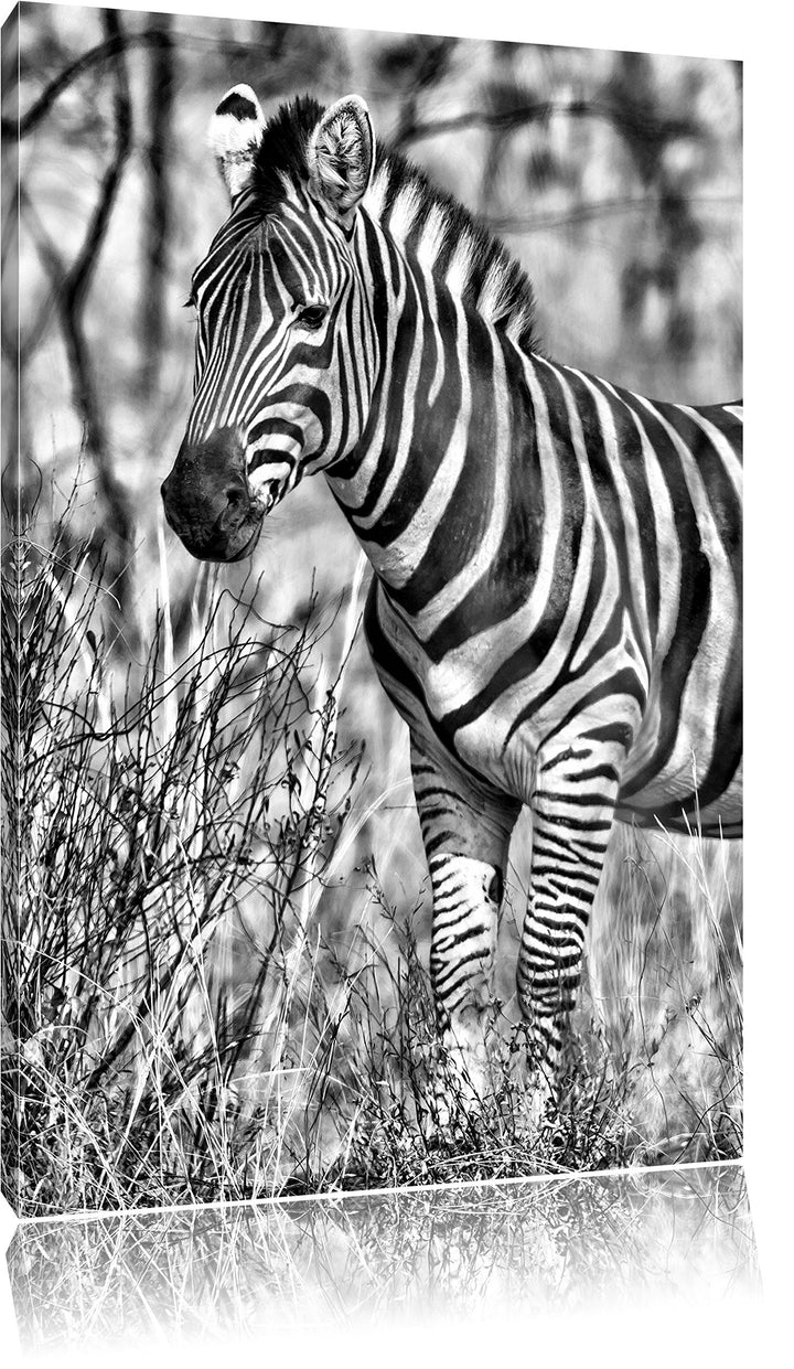 Monocrome, einsames Zebra, Format: 100x70 auf Leinwand, XXL riesige Bilder fertig gerahmt mit Keilra