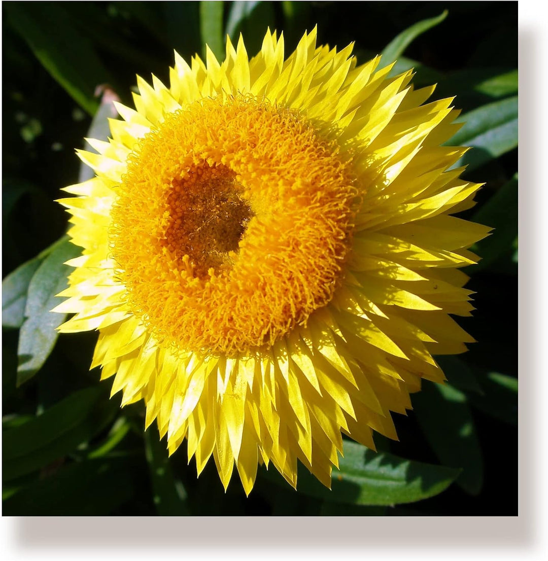 WunschPIXEL – Wandbild Blumen auf weissem Acrylglas, Set 4-teilig je 20x20 cm, quadratisch, Sommerbl