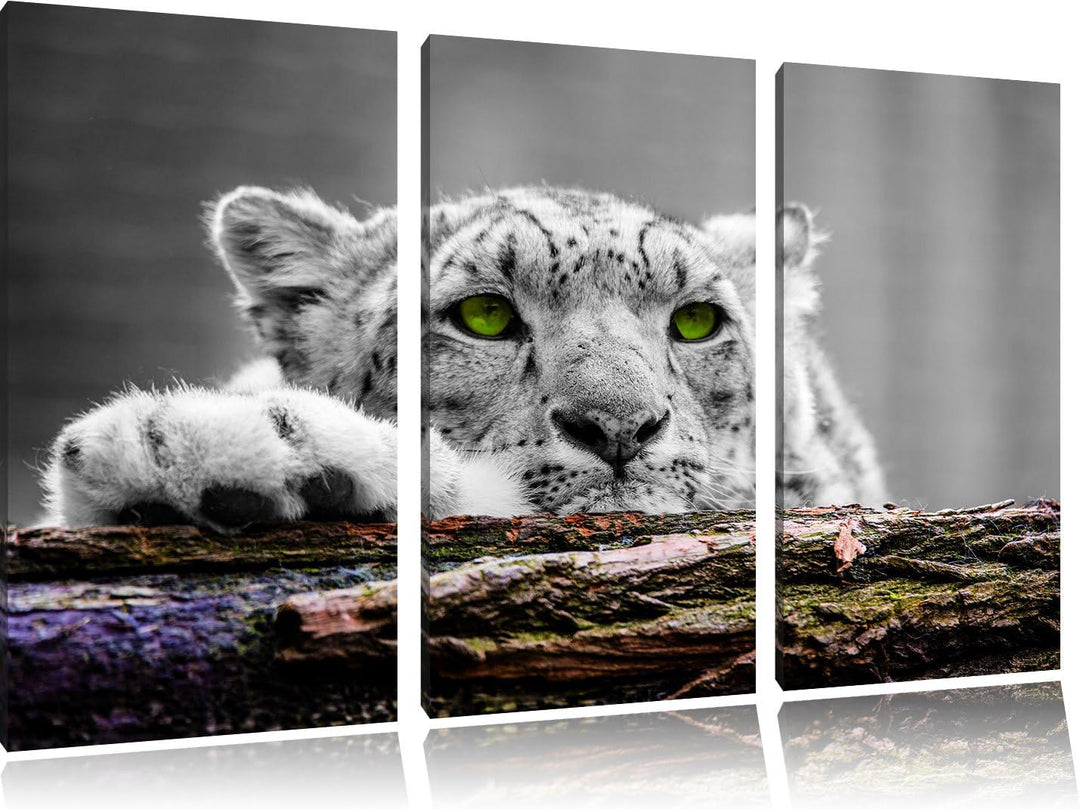 Pixxprint Schöner Gepard mit grünen Augen / 3-Teilig/Gesamtmass 120cm Leinwandbild bespannt auf Holz