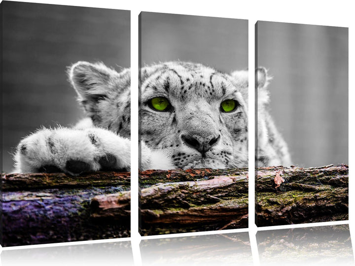 Pixxprint Schöner Gepard mit grünen Augen / 3-Teilig/Gesamtmass 120cm Leinwandbild bespannt auf Holz