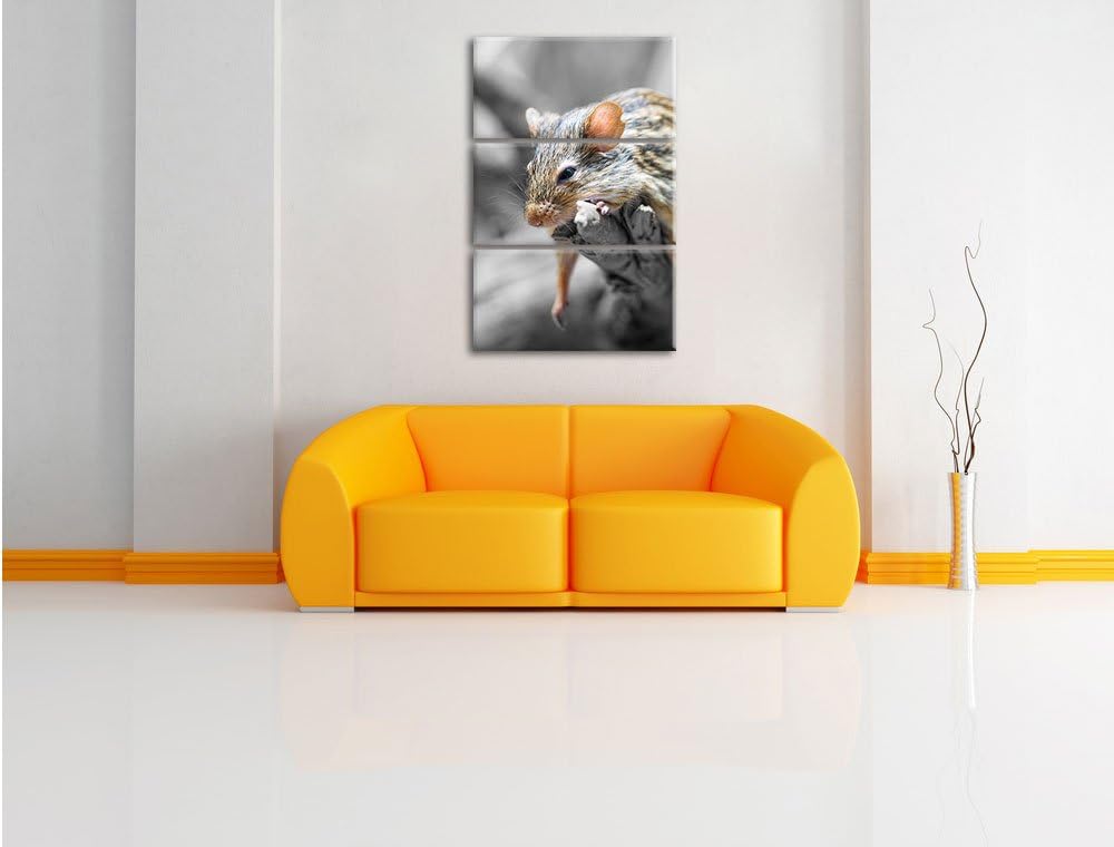 Pixxprint ruhende Feldmaus schwarz/weiss 3-Teiler Leinwandbild 120x80 Bild auf Leinwand