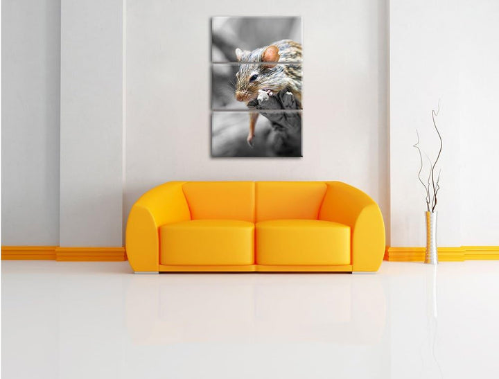 Pixxprint ruhende Feldmaus schwarz/weiss 3-Teiler Leinwandbild 120x80 Bild auf Leinwand