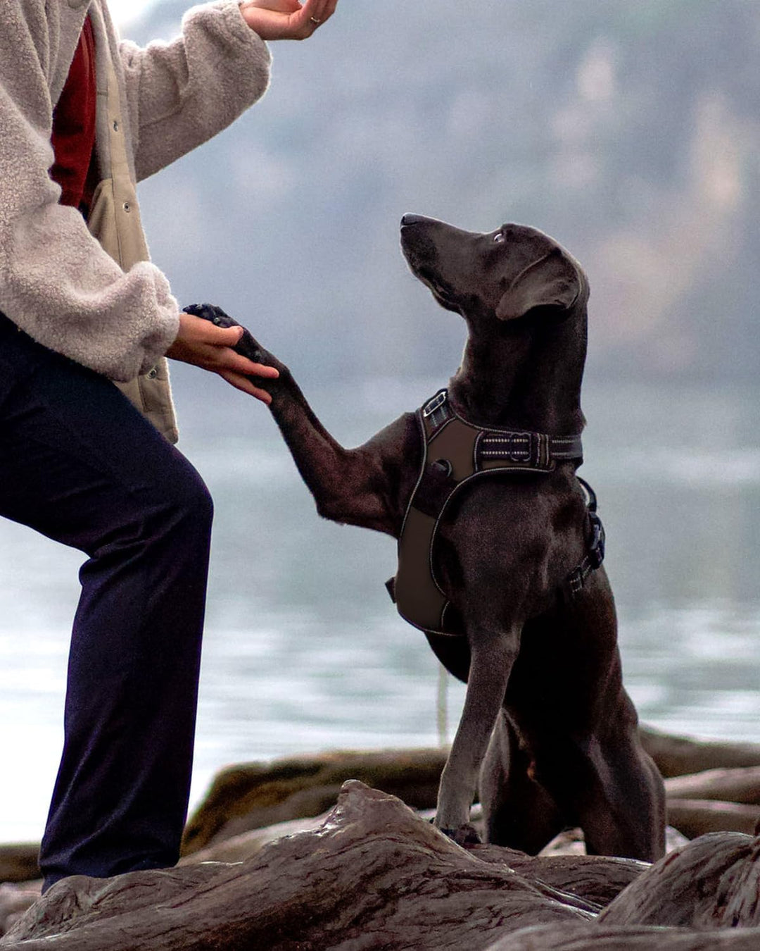 Joytale Anti-Zug Hundegeschirr für grosse Hunde, Braun, L | Perfekter Sitz, gepolstert &amp; reflektiere