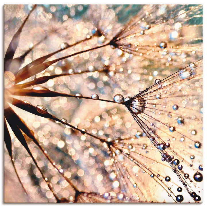 ARTland Leinwandbilder Wandbild Bild auf Leinwand 50x50 cm Wanddeko Blumen Pusteblume Botanik Wasser