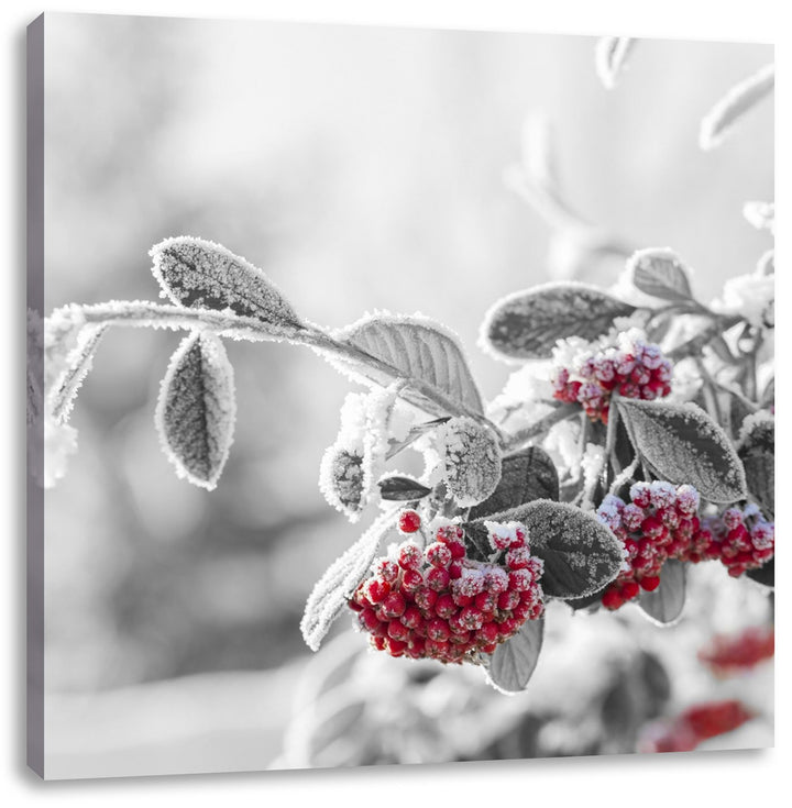 Pixxprint Vogelbeeren im frostigen Winter als Leinwandbild/Grösse: 70x70 cm/Wandbild/Kunstdruck/fert