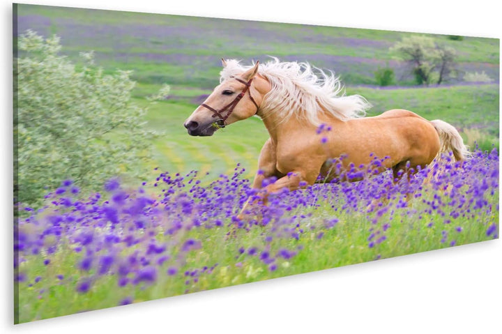 islandburner Bild auf Leinwand Palomino Pferd Kinderzimmer Hobby Reiten Bilder Wandbilder Poster Lei