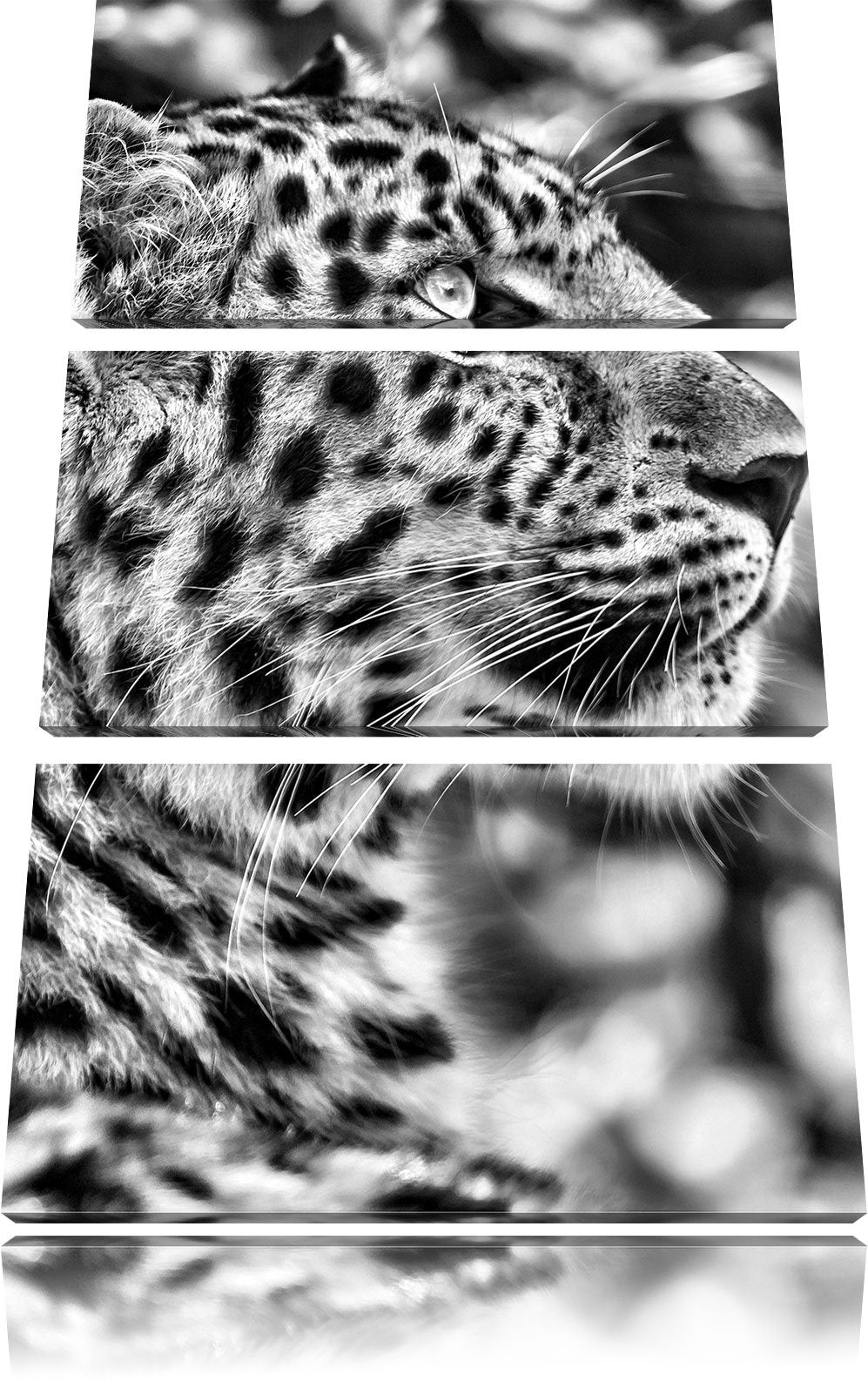 Pixxprint prächtiger Leopard im Schatten als Leinwandbild/Grösse: 3 Teilig (120x80) cm/Wandbild/Kuns
