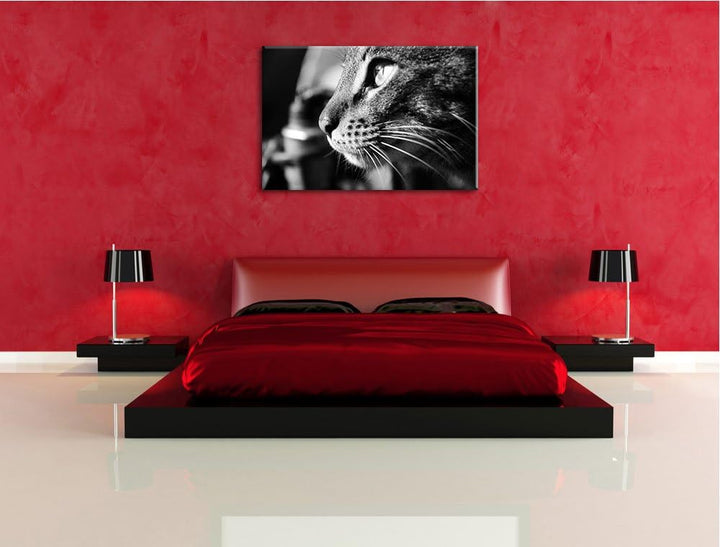 Dark anmutige Katze im Seitenprofilauf Leinwand, XXL riesige Bilder fertig gerahmt mit Keilrahmen, K