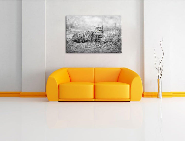 ruhende Katze auf Waldboden schwarz/weiss Format: 100x70 auf Leinwand, XXL riesige Bilder fertig ger