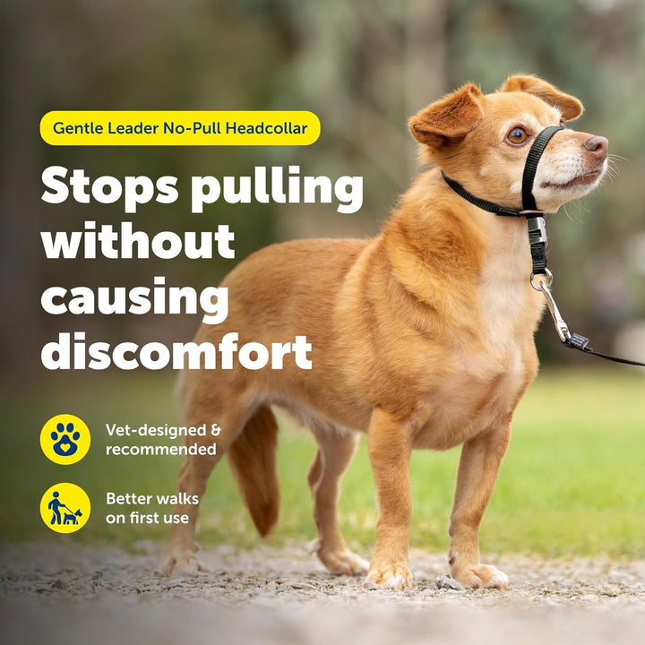 PetSafe Sanfter Führer Halsband mit Trainings-DVD schwarz Petite Under 5 Lb., schwarz Petite Under 5