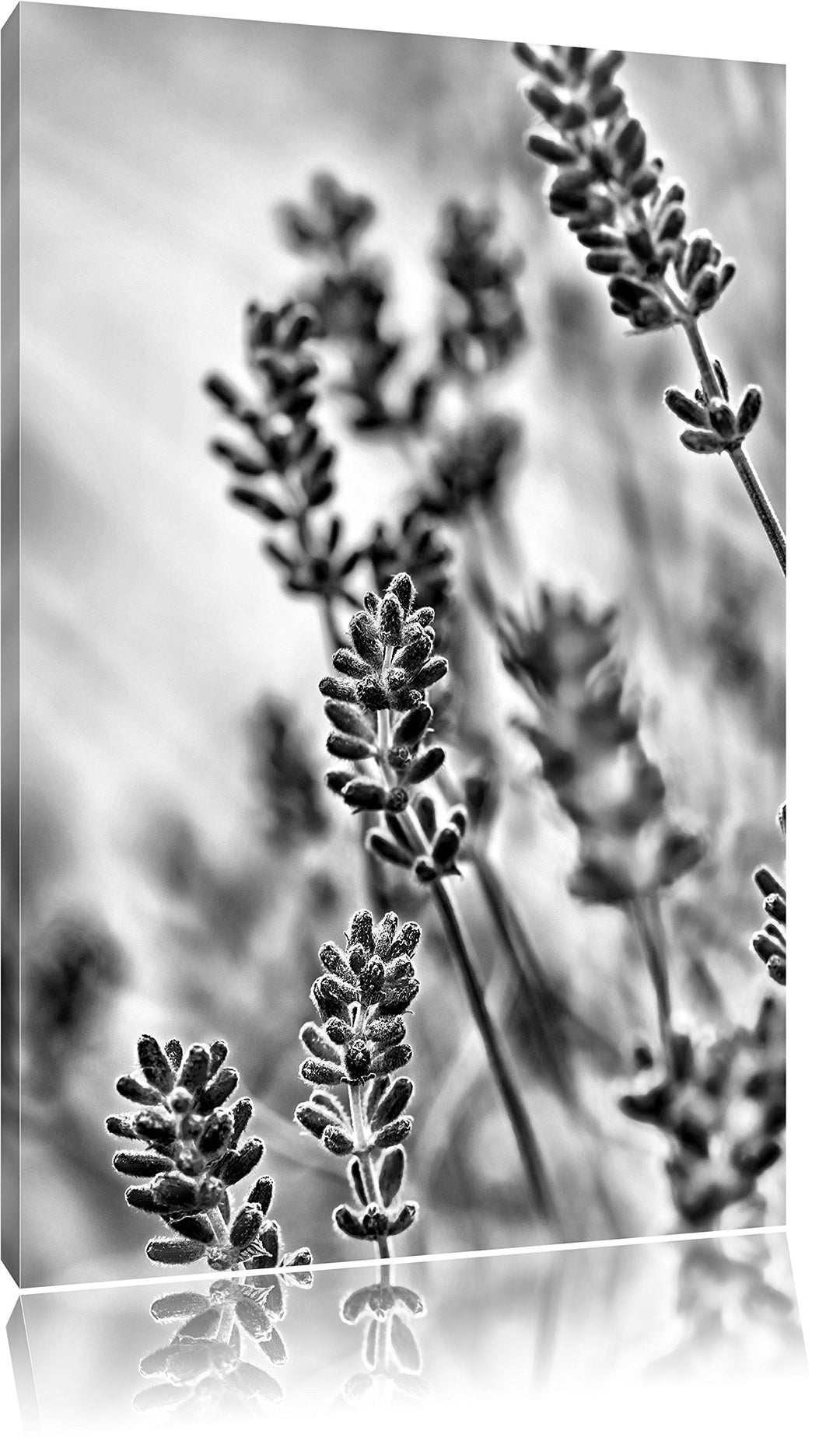 Monocrome, Lavendel , Format: 100x70 auf Leinwand, XXL riesige Bilder fertig gerahmt mit Keilrahmen,