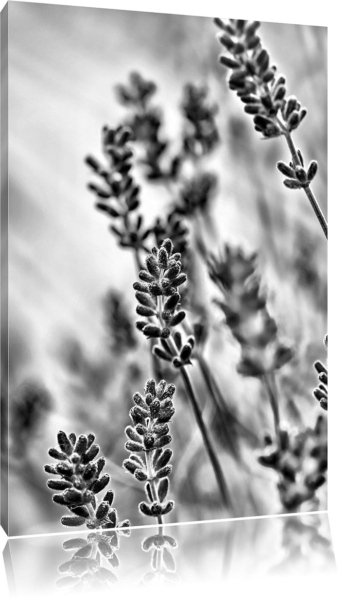 Monocrome, Lavendel , Format: 100x70 auf Leinwand, XXL riesige Bilder fertig gerahmt mit Keilrahmen,