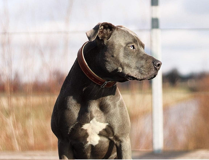 MICHUR Charly Hundehalsband Leder Braun Gelb, Lederhalsband Hund, Halsband, Leder, in verschiedenen