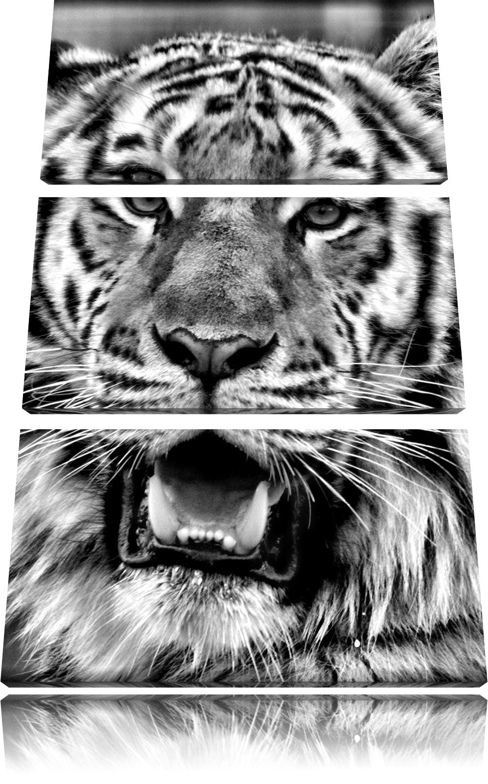 Pixxprint Tiger mit offenem Maul als Leinwandbild/Grösse: 3 Teilig (120x80) cm/Wandbild/Kunstdruck/f
