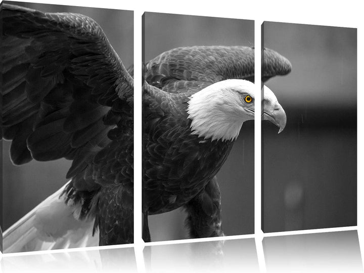 schöner Weisskopseeadler schwarz/weiss 3-Teiler Leinwandbild 120x80 Bild auf Leinwand, XXL riesige B