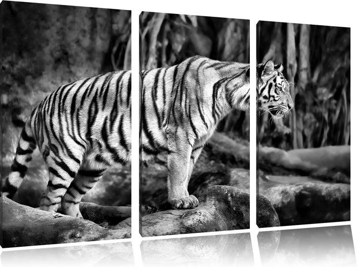 Pixxprint Tiger / 3-Teilig/Gesamtmass 120cm Leinwandbild bespannt auf Holzrahmen/Wandbild Kunstdruck