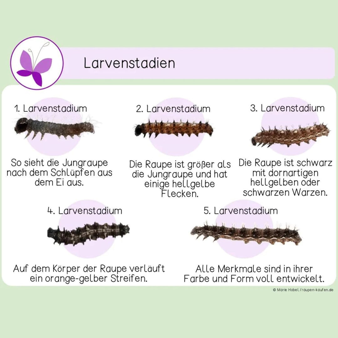 Raupenbecher - Raupen-Nachfüllset - 4 Raupenbecher (Je ca. 7 Raupen) | Ideale Ergänzung zum Schmette