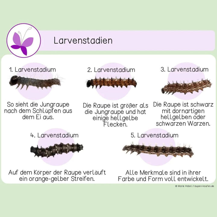 Raupenbecher - Raupen-Nachfüllset - 4 Raupenbecher (Je ca. 7 Raupen) | Ideale Ergänzung zum Schmette