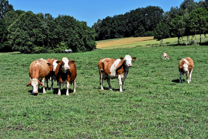 LanDixx Mineralleckstein ohne Cu 4 x 10 kg Leckstein 40 kg Leckmasse