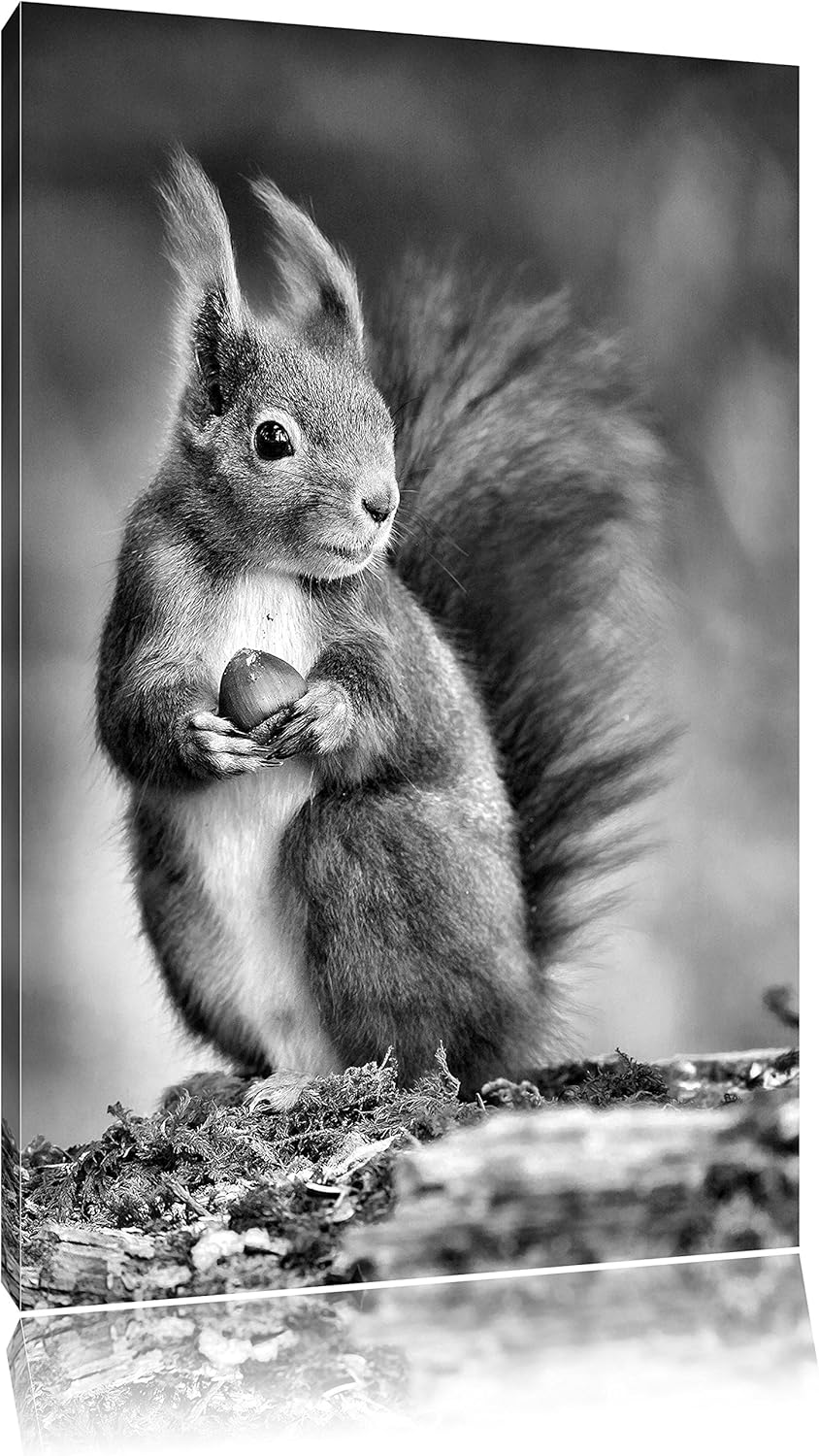 Pixxprint Freches Eichhörnchen mit Nuss als Leinwandbild/Grösse: 100x70 / Wandbild/Kunstdruck/fertig