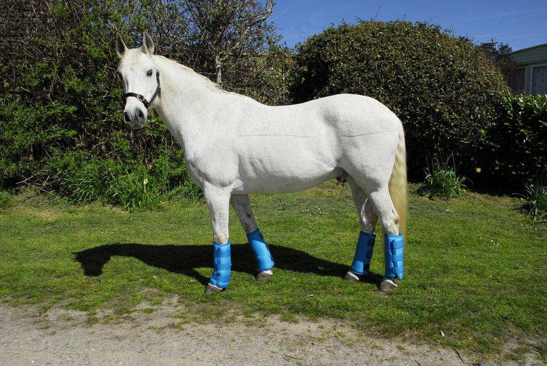 Rhinegold Elite halblange Reisestiefel, 4 Stück türkis Pony, türkis Pony