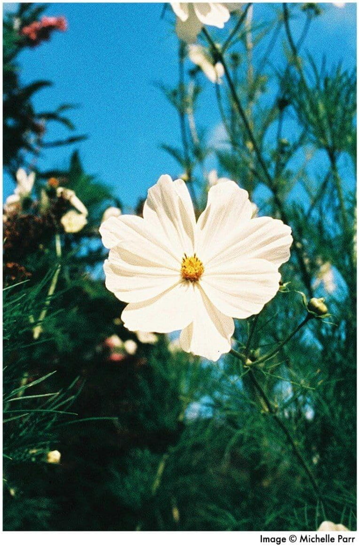 Harman Phoenix 200 135/36 Kleinbildfilm