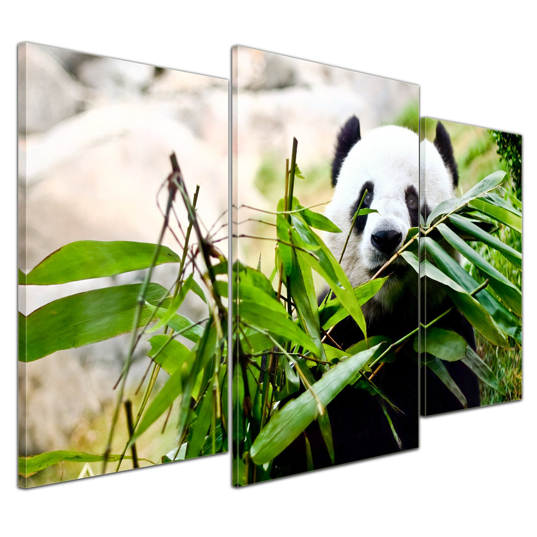 Bilderdepot24 Bild auf Leinwand | Pandabär in 100x60 cm mehrteilig als Wandbild | Wand-deko Dekorati